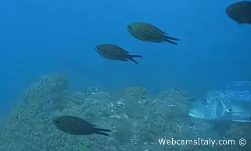 Reef of Bergeggi Island